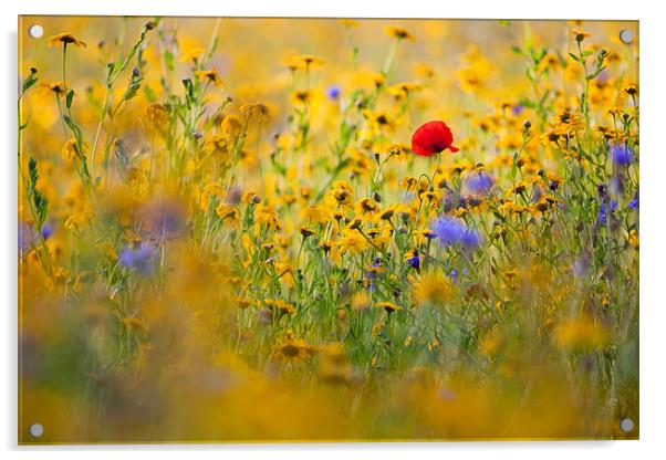 A Splash Of Red Acrylic by Andrew Wheatley