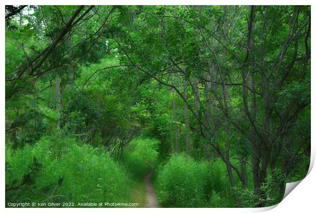 Enchanting Path through Verdant Forest Print by Ken Oliver