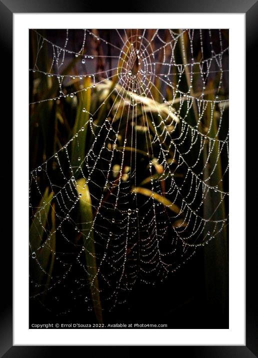 SPIDER WEB Framed Mounted Print by Errol D'Souza