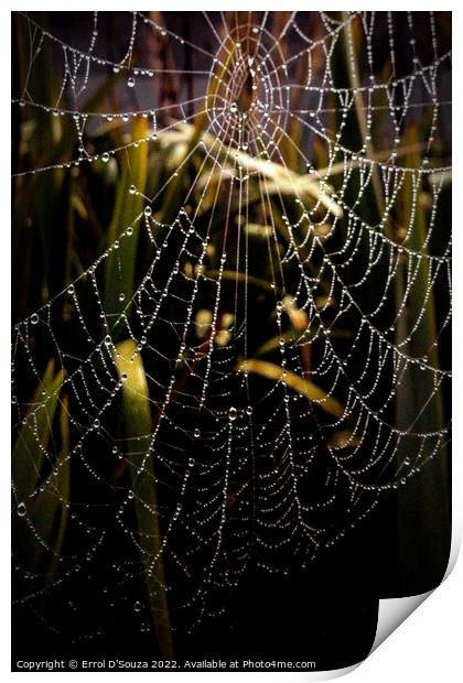 SPIDER WEB Print by Errol D'Souza