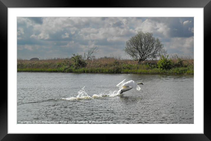 Flapping to Take off Framed Mounted Print by GJS Photography Artist