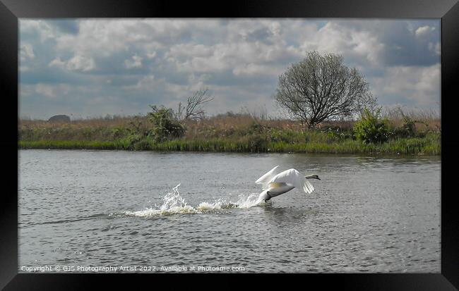 Flapping to Take off Framed Print by GJS Photography Artist