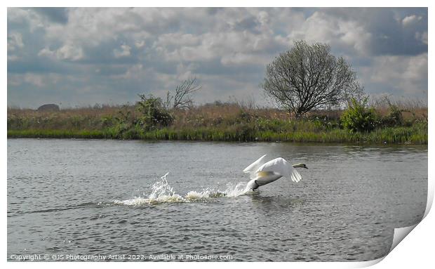Flapping to Take off Print by GJS Photography Artist
