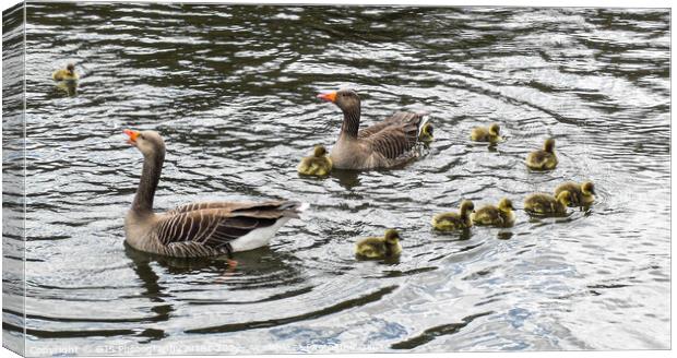 Grey Lag Geese and Goslings Swimming Canvas Print by GJS Photography Artist