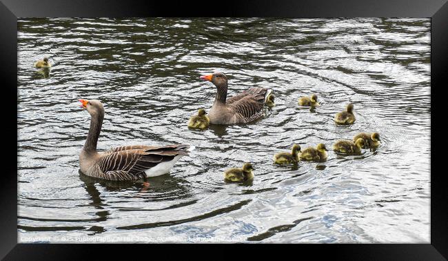 Grey Lag Geese and Goslings Swimming Framed Print by GJS Photography Artist