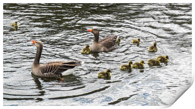 Grey Lag Geese and Goslings Swimming Print by GJS Photography Artist