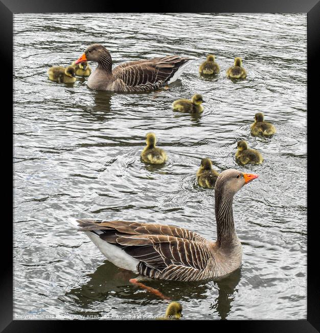 Parents Protect Framed Print by GJS Photography Artist
