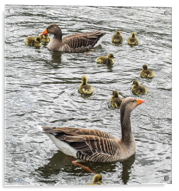Parents Protect Acrylic by GJS Photography Artist