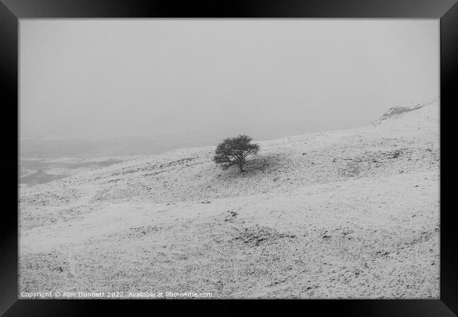 Lone tree on a snowly field Framed Print by Alan Dunnett