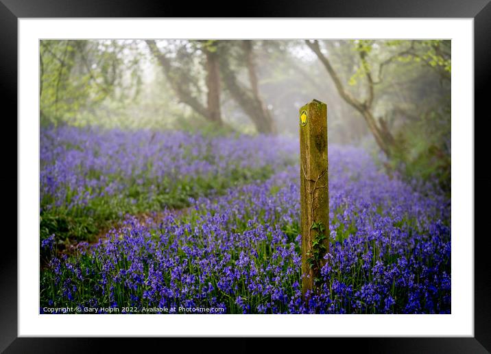 A walk through the misty bluebell woods Framed Mounted Print by Gary Holpin