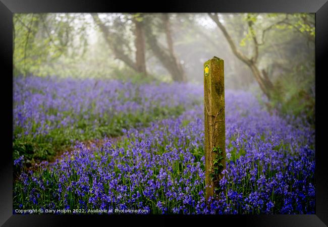 A walk through the misty bluebell woods Framed Print by Gary Holpin