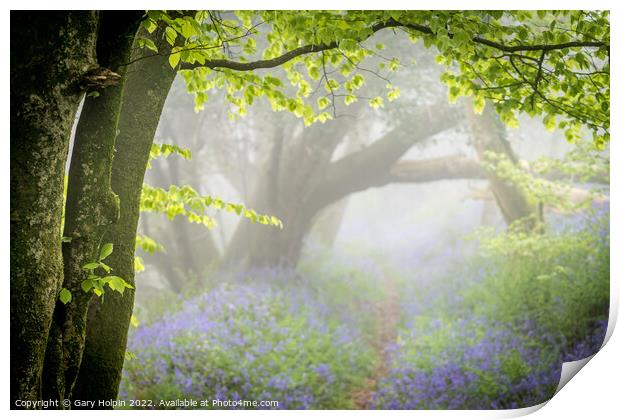 Path through the misty bluebell wood Print by Gary Holpin