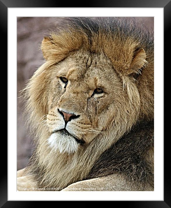 His Majesty! Framed Mounted Print by Howard Corlett