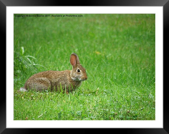 The Rabbit Framed Mounted Print by Donna Duclos