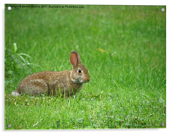 The Rabbit Acrylic by Donna Duclos