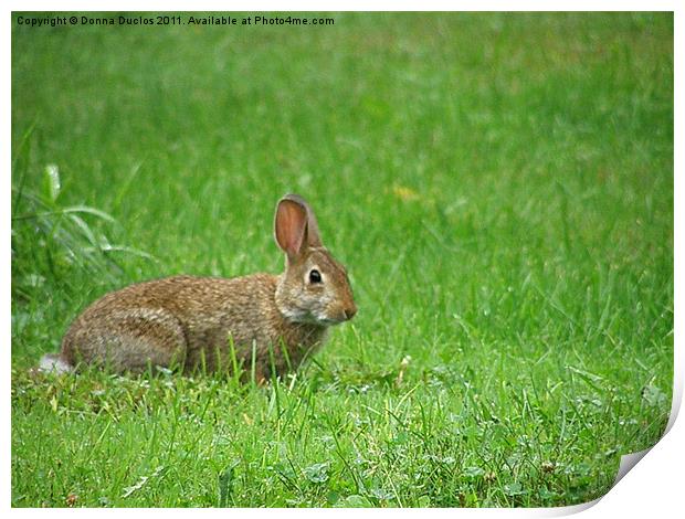 The Rabbit Print by Donna Duclos