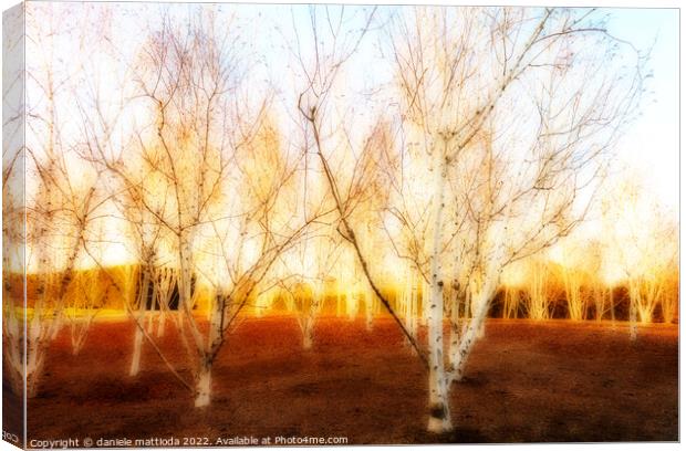 EFFECT ORTON on expanse of birch trees in a field  Canvas Print by daniele mattioda