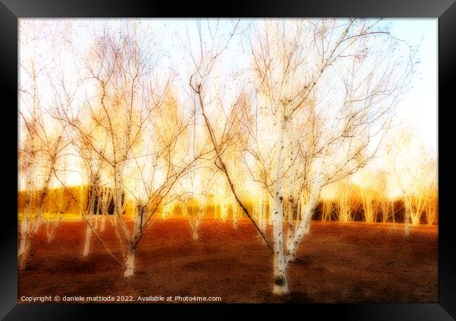 EFFECT ORTON on expanse of birch trees in a field  Framed Print by daniele mattioda