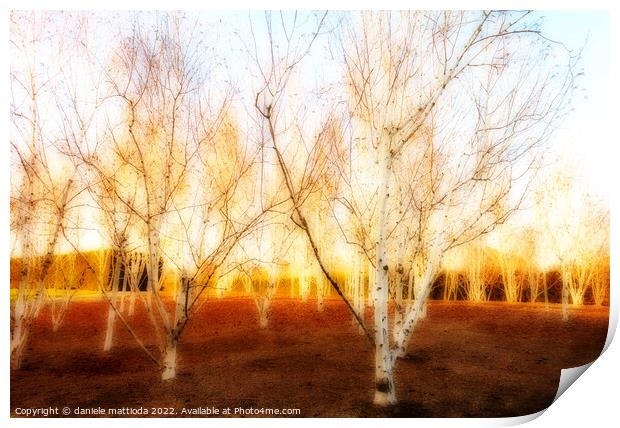 EFFECT ORTON on expanse of birch trees in a field  Print by daniele mattioda