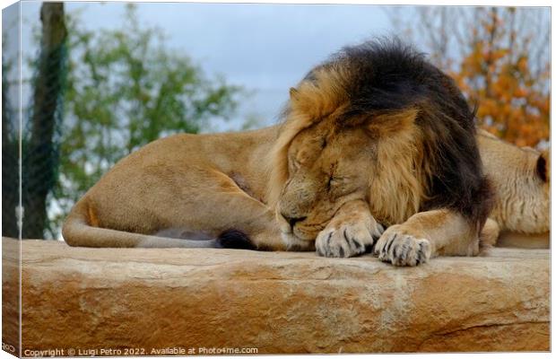 Male Asian lion asleep. Chester zoo.UK. Canvas Print by Luigi Petro