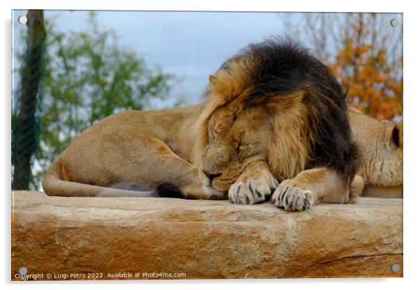Male Asian lion asleep. Chester zoo.UK. Acrylic by Luigi Petro