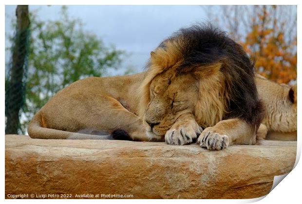 Male Asian lion asleep. Chester zoo.UK. Print by Luigi Petro