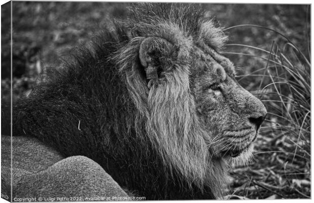 Asian lion in close up. Chester Zoo, United Kingdom. Canvas Print by Luigi Petro