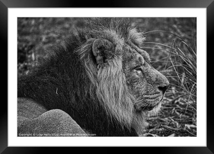 Asian lion in close up. Chester Zoo, United Kingdom. Framed Mounted Print by Luigi Petro