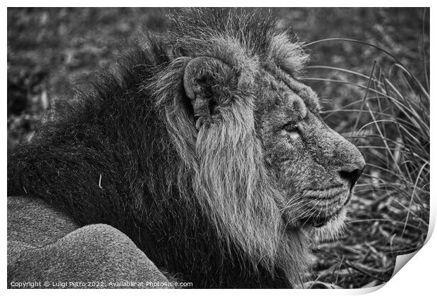 Asian lion in close up. Chester Zoo, United Kingdom. Print by Luigi Petro