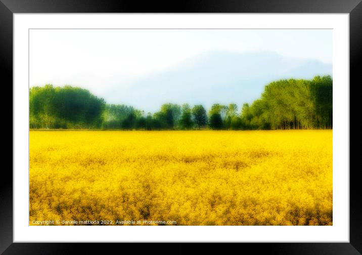 EFFECT ORTON on a field of yellow rapeseed flowers illuminated by the sun  Framed Mounted Print by daniele mattioda