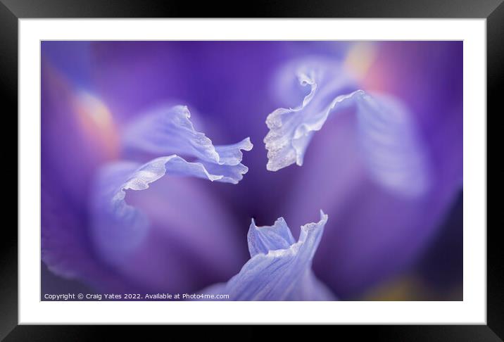 The Colour Purple Framed Mounted Print by Craig Yates