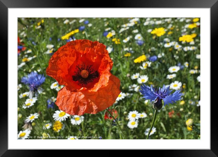 Wildflower Meadow Framed Mounted Print by Bernard Rose Photography