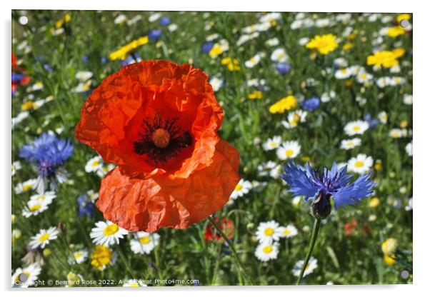 Wildflower Meadow Acrylic by Bernard Rose Photography