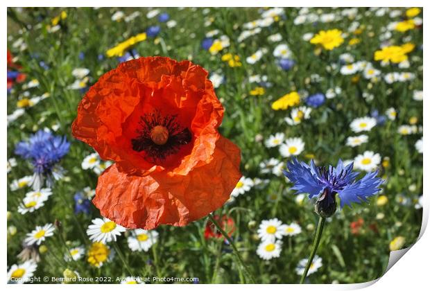 Wildflower Meadow Print by Bernard Rose Photography