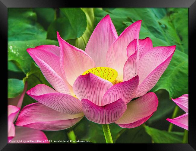 Pink Sacred Lotus Flower Blossom Framed Print by William Perry
