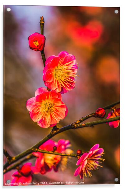 Plum Blossoms Sunset West Lake Hangzhou Zhejiang China Acrylic by William Perry