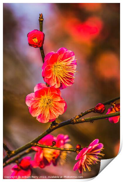Plum Blossoms Sunset West Lake Hangzhou Zhejiang China Print by William Perry