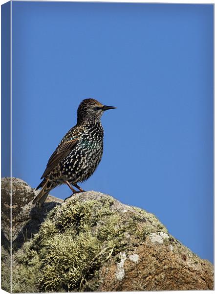 STARLING Canvas Print by Anthony R Dudley (LRPS)