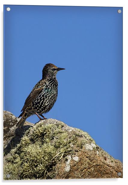 STARLING Acrylic by Anthony R Dudley (LRPS)