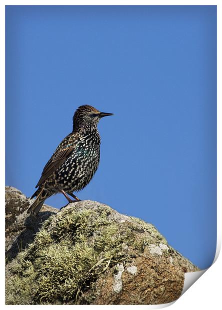 STARLING Print by Anthony R Dudley (LRPS)