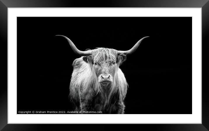 Highland Cow - Monochrome Framed Mounted Print by Graham Prentice
