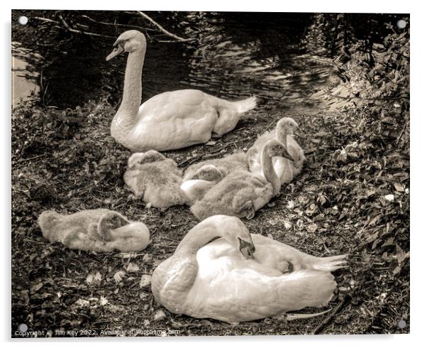 Swans and Cygnets  Acrylic by Jim Key