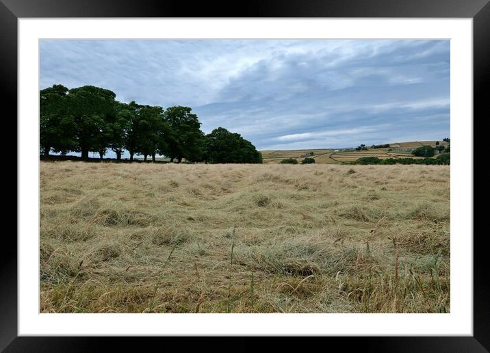 Yorkshire hay field  Framed Mounted Print by Roy Hinchliffe