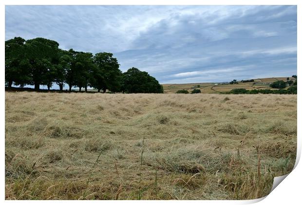 Yorkshire hay field  Print by Roy Hinchliffe
