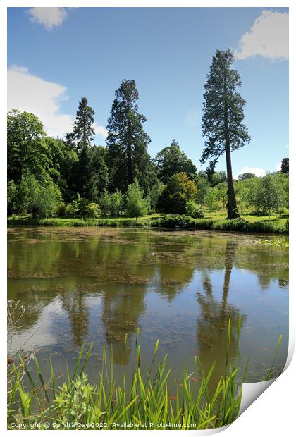 Three Trees and fish Print by Sandra Day