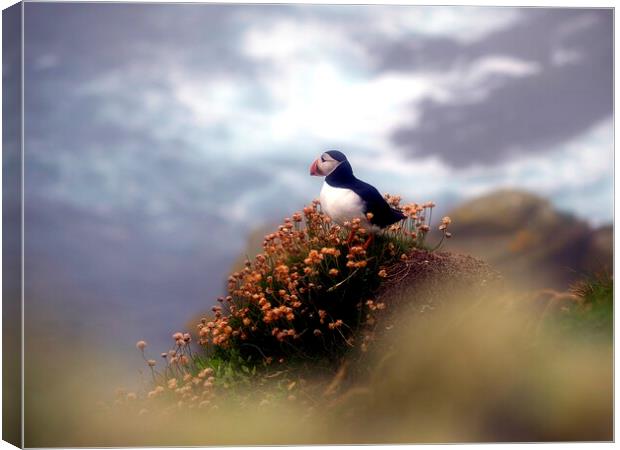 Puffin On The Cliff Edge Canvas Print by Anne Macdonald