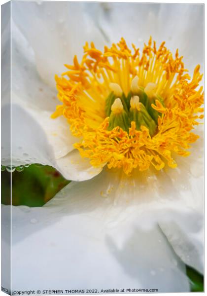 Party On A Peony Canvas Print by STEPHEN THOMAS