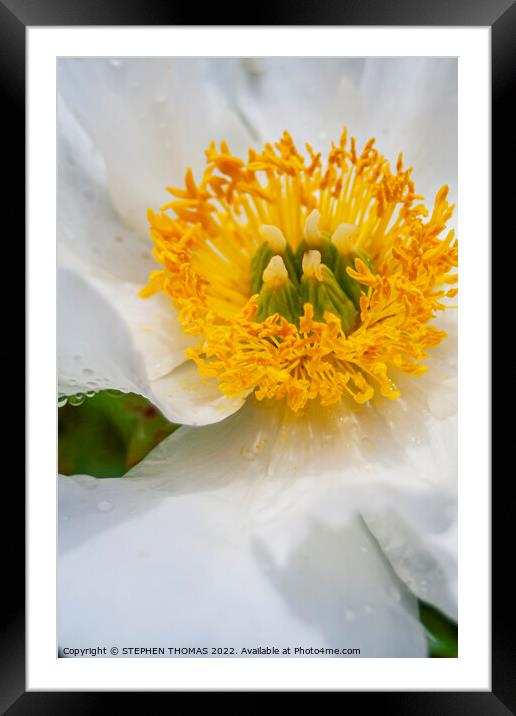 Party On A Peony Framed Mounted Print by STEPHEN THOMAS