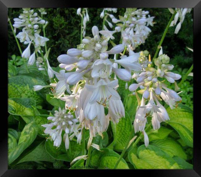 Sunlit Hostas Framed Print by Stephanie Moore