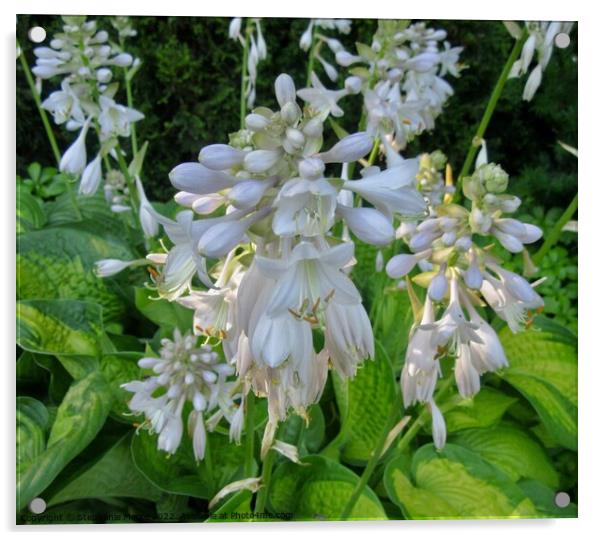 Sunlit Hostas Acrylic by Stephanie Moore